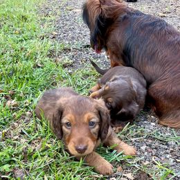 Dachshund Puppies from TrimDachHaus