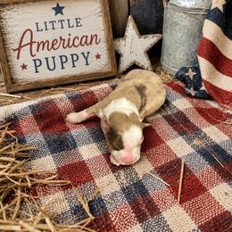 Girl 1 - Red merle female Miniature Australian Shepherd puppy in Doddridge, Arkansas from Huddleston Farm