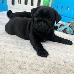 Juniper - Black female Pug puppy in Grants Pass, Oregon from Malta Pugs