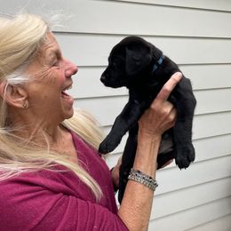 Girl 4 - Black Labrador Retriever puppy in Houston, Texas from Bahrking Heights Labradors