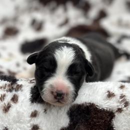 Axel - Black and white male Cardigan Welsh Corgi puppy in Hope, Arkansas from Foxy Knoll Farm