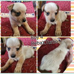 Boy 4 - Red speckled male Australian Cattle Dog puppy in Bradford, Arkansas from Cedar Rock Heelers and Kelpies