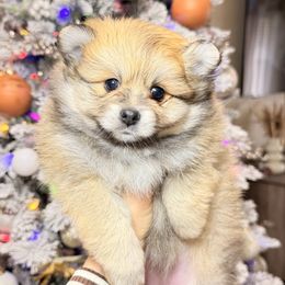 Maple - Orange sable female Pomeranian puppy in Phoenix, Arizona from Luxpomz