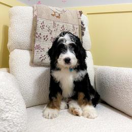 Acadia - Tri-color male Bernedoodle puppy in St Joe, Indiana from Pawsh Bernedoodles