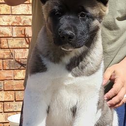 Akita Puppies from Mega Heart Akitas