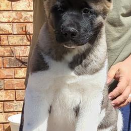Akita Puppies from Mega Heart Akitas