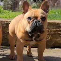 Wendel - French Bulldog