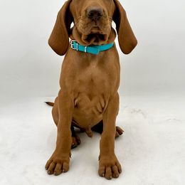 Boy 3 - Vizsla puppy in California from True Heritage Vizsla kennel