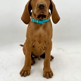 Boy 3 - Vizsla puppy in California from True Heritage Vizsla kennel