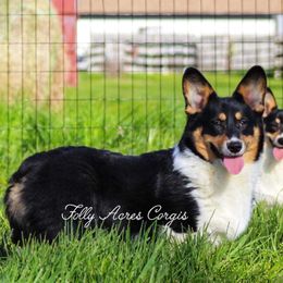 Thomas - Black and tan male Pembroke Welsh Corgi puppy in White Hall, Maryland from Folly Acres Corgis