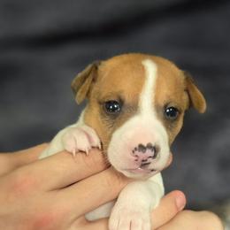 Red Sable Piebald Male - Red white and sable male Rat Terrier puppy in Webb City, Missouri from Rocking 4C