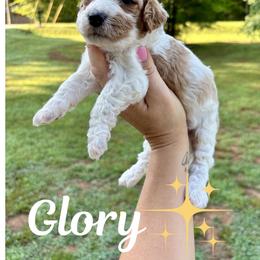 Glory - Parti female Goldendoodle puppy in Gastonia, North Carolina from Crowders Creek Doodles