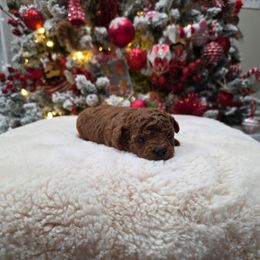 Stallone - Red  male Poodle puppy in Rainbow City, Alabama from Spinks Poodles