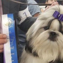 Casey - Shih Tzu