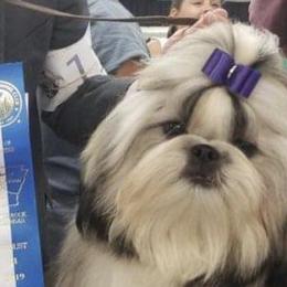 Casey - Shih Tzu