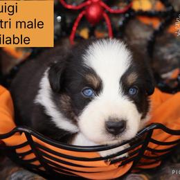Luigi - Black tri-color male Australian Shepherd puppy in Squaw Valley, California from A&M Australian Shepherds
