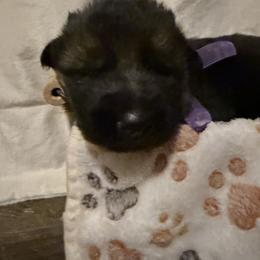 Tori - Black and red female German Shepherd puppy in La Salle, Colorado from Pure Heart German shepherds