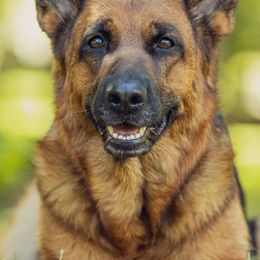 German Shepherds from Tberry GSD