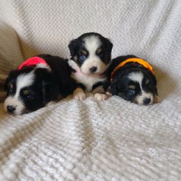Aussiedoodle, Miniature Australian Shepherd, and Poodle Puppies from T6 Mini Aussies