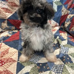 Kenny - Blue merle male Aussiedoodle puppy in Winnsboro, Texas from Happy Hollow Ranch