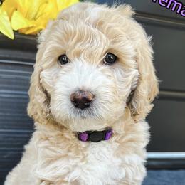 Girl 1 - Apricot Goldendoodle puppy in Meridian, Idaho from Dre's Doodles