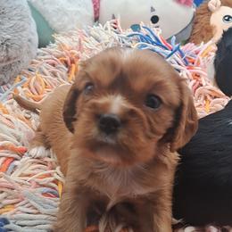 Princess - Ruby female Cavalier King Charles Spaniel puppy in Longview, Texas from Casanova Cavalier King Charles Spaniels