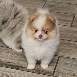 Salem - Orange sable female Pomeranian puppy in West Sacramento, California from Northern Cali Pompoms
