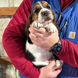 Boy 2 - Black brown and white male Basset Hound puppy in Noblesville, Indiana from Russell Bassets