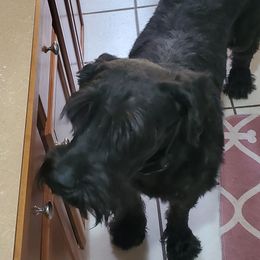 Geno - Giant Schnauzer
