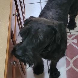 Geno - Giant Schnauzer