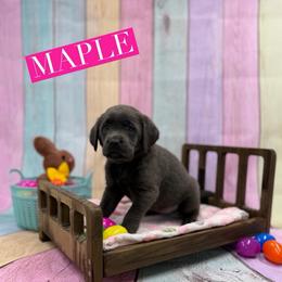Maple - Charcoal female Dilute Retriever puppy in Forest City, Iowa from Helm Labs