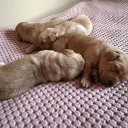 Boy 6 - Yellow male Labrador Retriever puppy in Ranchita, California from Pacific Crest Labradors