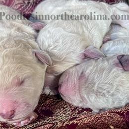 Frosty - white - White female Poodle puppy in Greenville, North Carolina from Grace Poodles