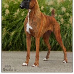 Boxer All Grown Up from Bluegrass Brawn Boxers