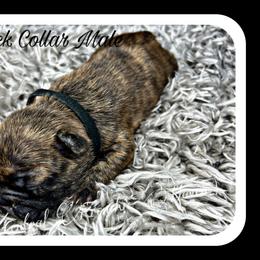 French Bulldog Puppies from Central Frenchie Haven