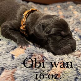 Great Dane Puppies from Taylor's Tails of Joy