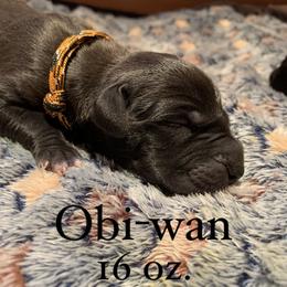 Great Dane Puppies from Taylor's Tails of Joy