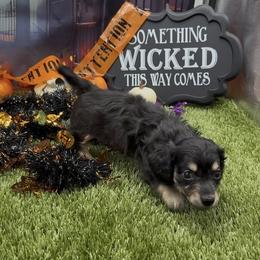 Black and Cream Longhair Male - Black and cream male Dachshund puppy in Killeen, Texas from Southern Dachshunds