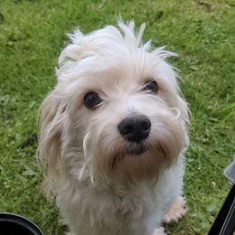 Paco - Havanese