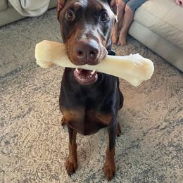 Jack - Red and rust male Doberman Pinscher puppy in Lake City, Florida from Providence Kennels