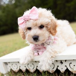 Cavapoo, Cockapoo, Goldendoodle, and Maltipoo Puppies from Perdue Puppies