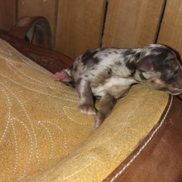 Boy 4 - Aussiedoodle puppy in Paint Rock, Alabama from Kotah’s Kennels