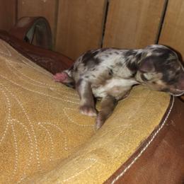 Boy 4 - Aussiedoodle puppy in Paint Rock, Alabama from Kotah’s Kennels