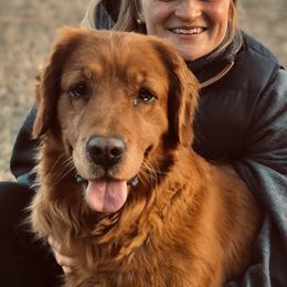 Lucy - Golden Retriever