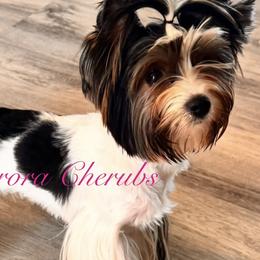 Biewer Terriers and Yorkshire Terriers from Frosty Paw Biewers and Yorkshires