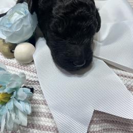 Boy 4 - male Poodle puppy in Statesville, North Carolina from Magnolia Crown’s Standard Poodles