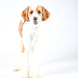 Milo - Goldendoodle