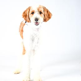 Milo - Goldendoodle