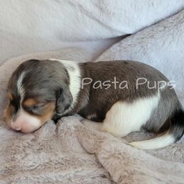 AKC Andouille - Black and cream male Dachshund puppy in Texarkana, Arkansas from Pasta Pups Miniature Dachshunds