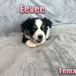 Miniature American Shepherd and Miniature Australian Shepherd Puppies from Regal Miniature American Shepherds | Regal Miniature Australian Shepherds